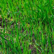 Winter Rye Seed 5lbs - Cover Crop for Food Plot & Wildlife | Secale cereale