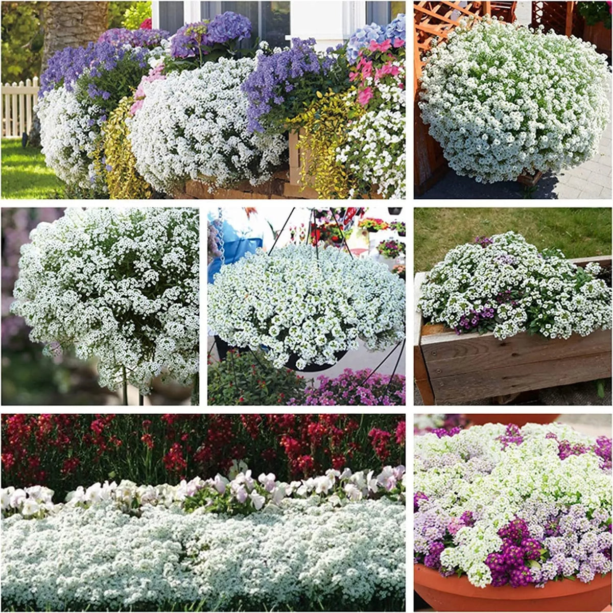 250 White Alyssum Clover Seeds | Snow White Thyme Ground Cover | Lobularia maritima