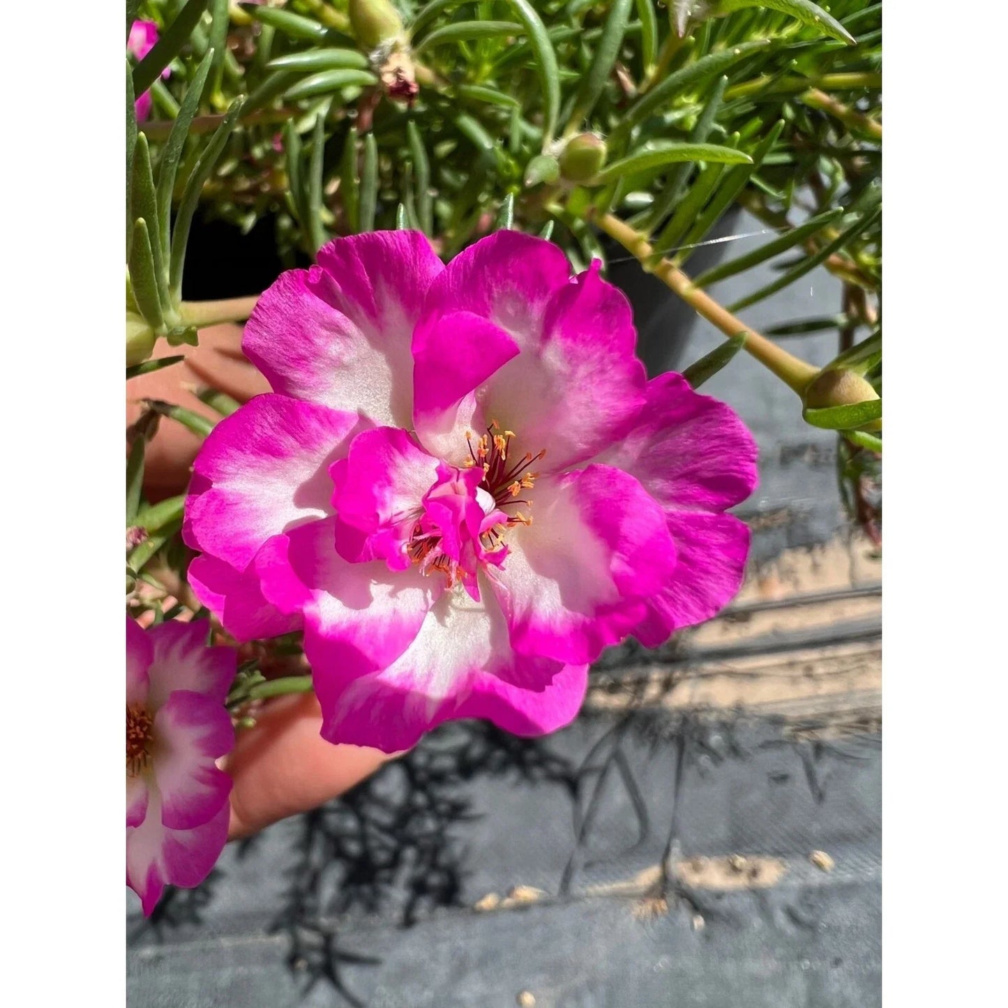 Pinky Snow Portulaca Cutting Plant - Drought-Tolerant Ground Cover with Pink and White Flowers, Portulaca grandiflora