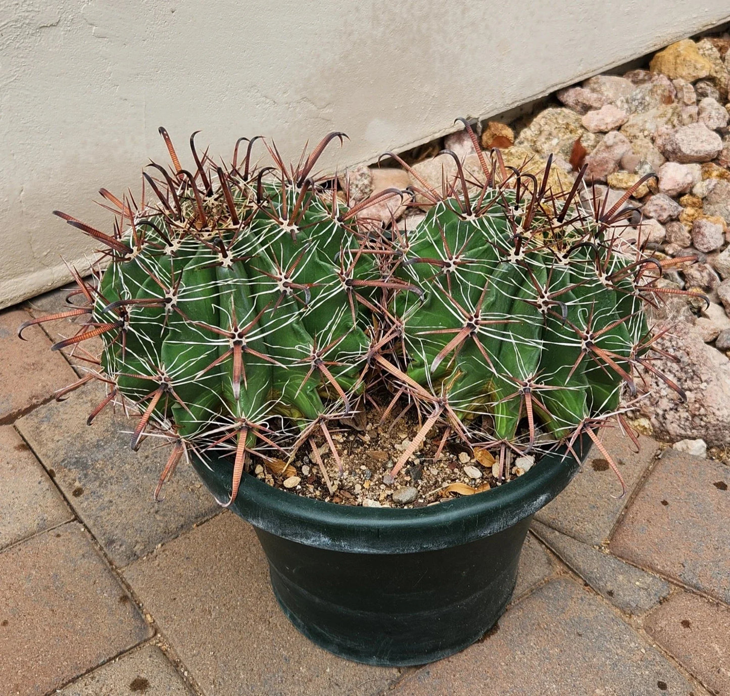 Live Rooted Ferocactus herrerae Double Headed Twisted Barrel Cactus Plant for Indoor & Outdoor Gardening