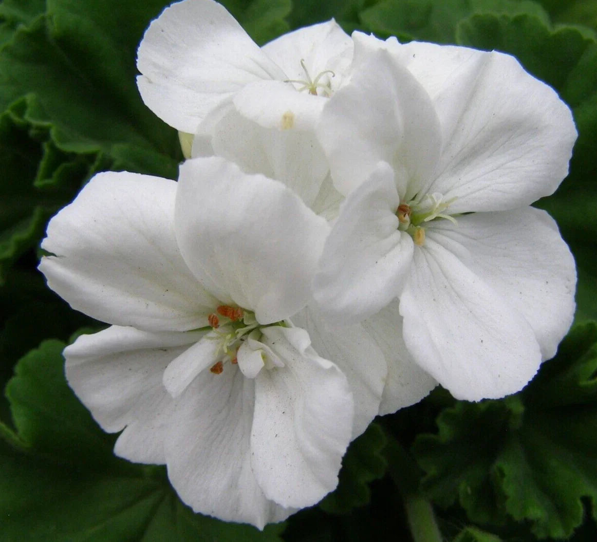 Geranium Cuttings 6" White Pelargonium Zonal Live Flower Plant – 3 Unrooted Propagation Clippings