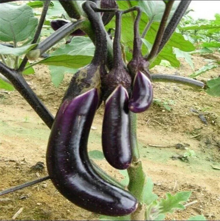 Organic Black Eggplant Seeds - 50 Pcs Heirloom Solanum melongena for Garden Planting