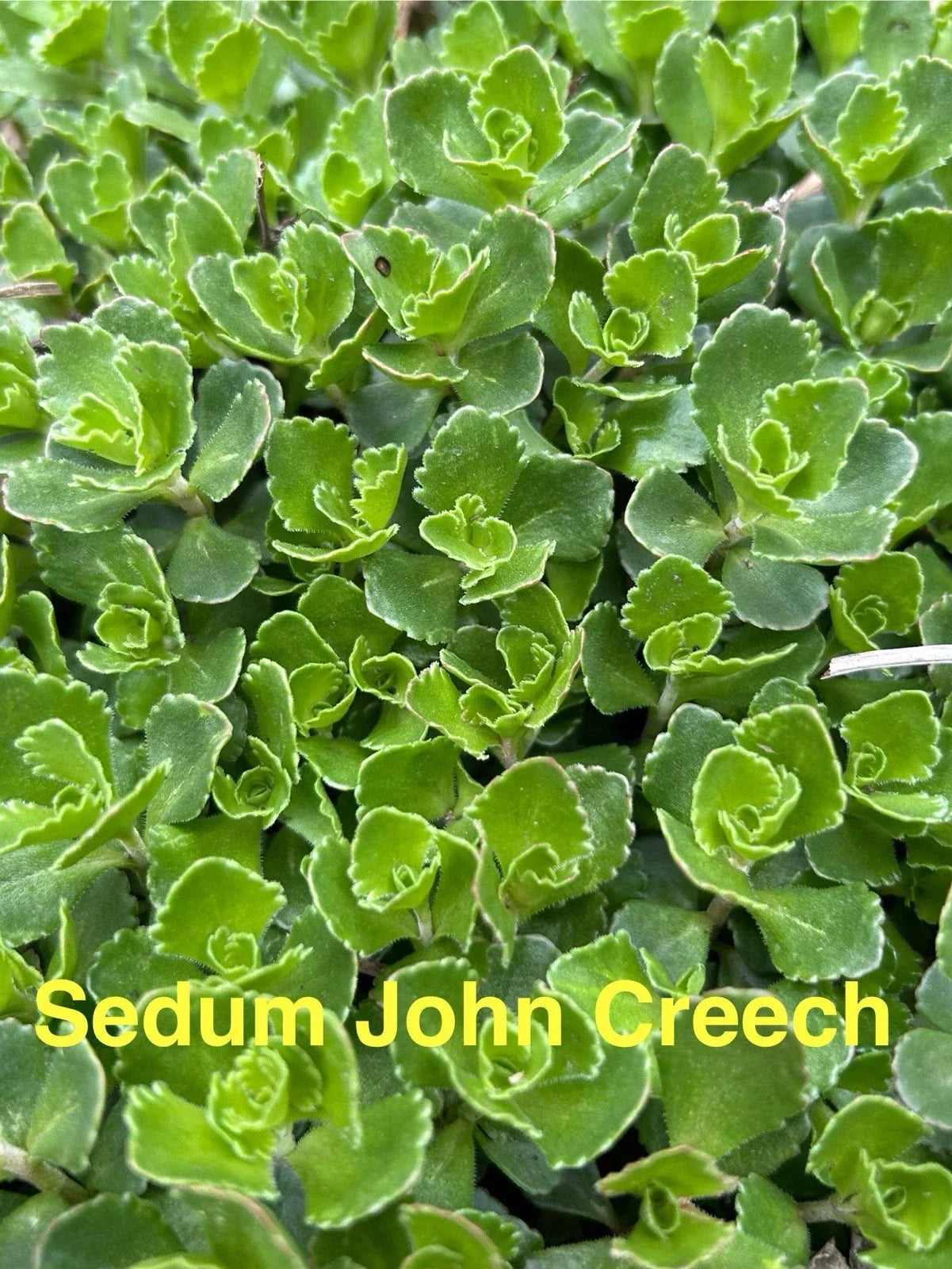 20 Live Sedum John Creech Ground Cover Plants - Hardy Perennial Succulents