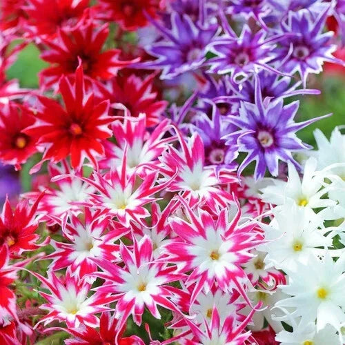 Phlox Seeds - Twinkle Mix Flower Seeds, Vibrant Colors, Garden Planting, Phlox paniculata, Non-GMO, Easy to Grow