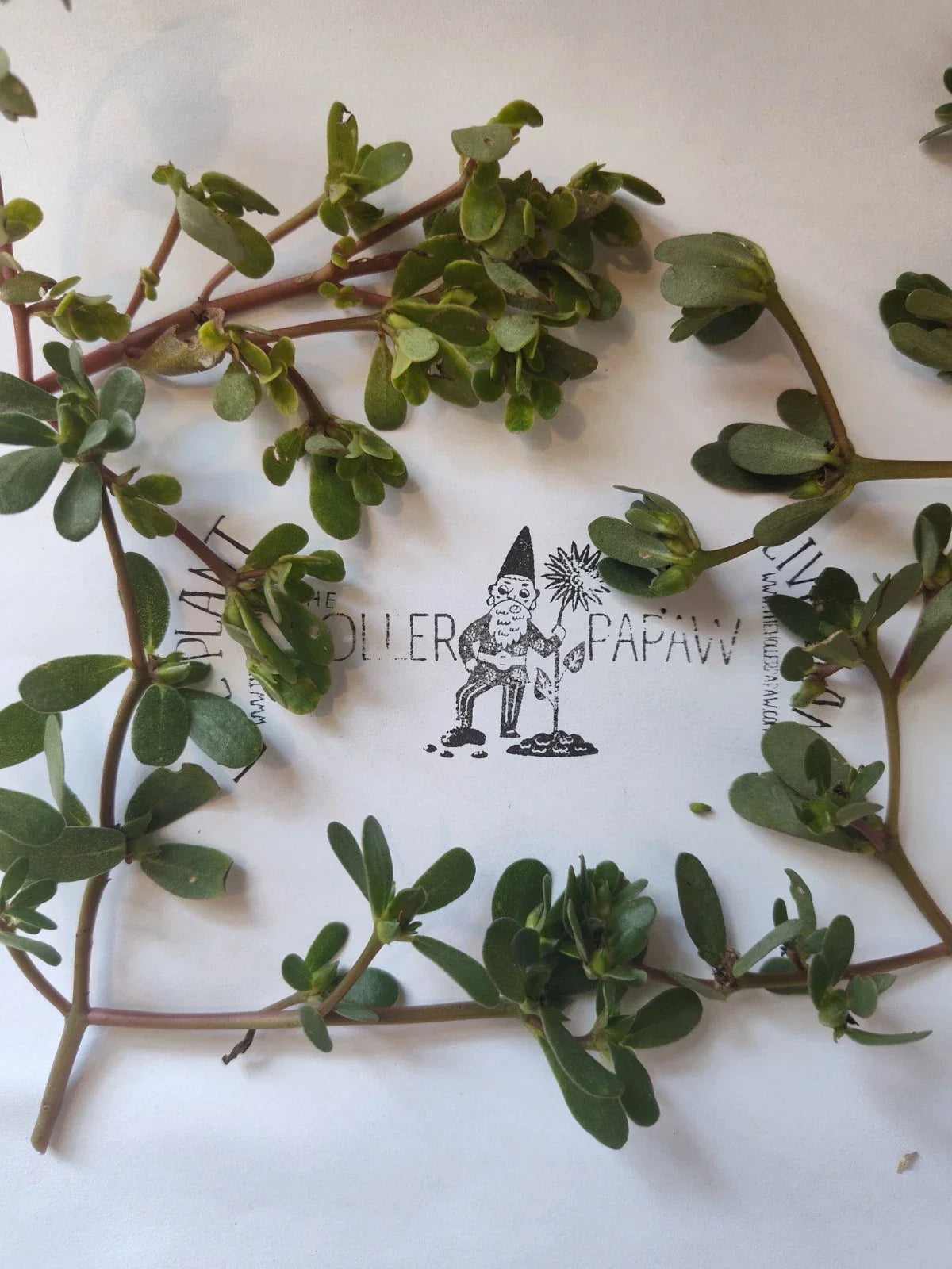 Purslane Cutting - Unrooted Edible Succulent - Portulaca oleracea - Fresh Green Plant for Gardening