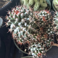 Mammillaria Voburnensis Cactus in 4" Pot - Rare Succulent Plant, Perfect for Home Decor, Indoor Gardening