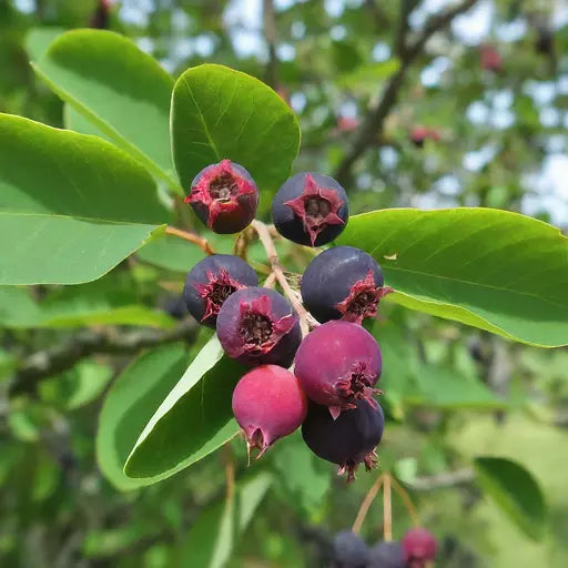 Hybrid Lamarkii Serviceberry Live Plant – Edible Blueberry-Flavored Berry Tree – Amelanchier x grandiflora