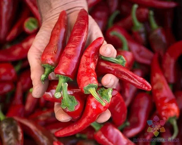 Chimayo Chile Hot Pepper Seeds - 25+ Count - Capsicum annuum - USA Grown