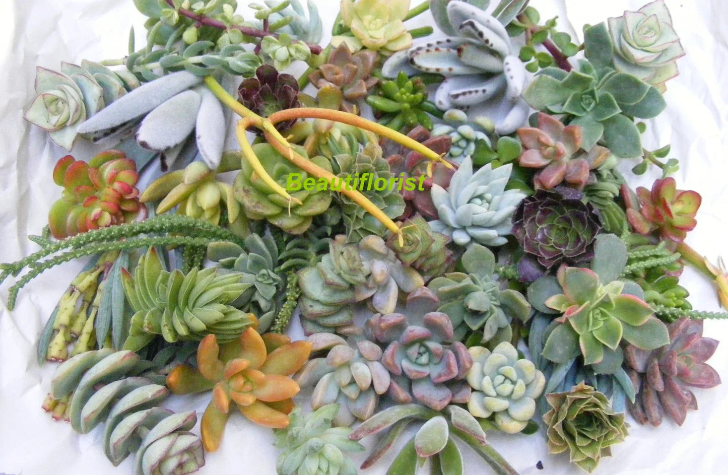 Assorted Succulent Cuttings Pack – 50 Varieties for Planting, Decor, and Crafts – Easy Propagation and Low Maintenance