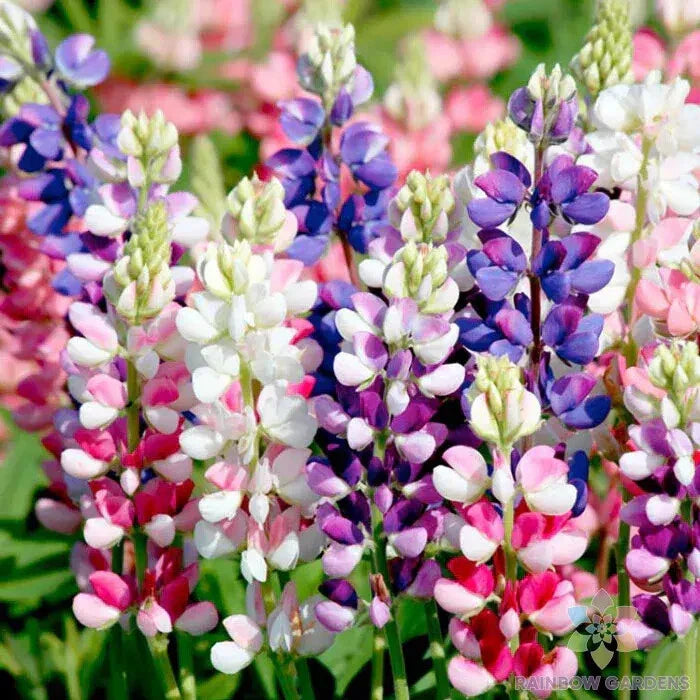 25+ Avalune Mix Lupine Seeds - Lupinus polyphyllus Perennial Garden Seeds USA