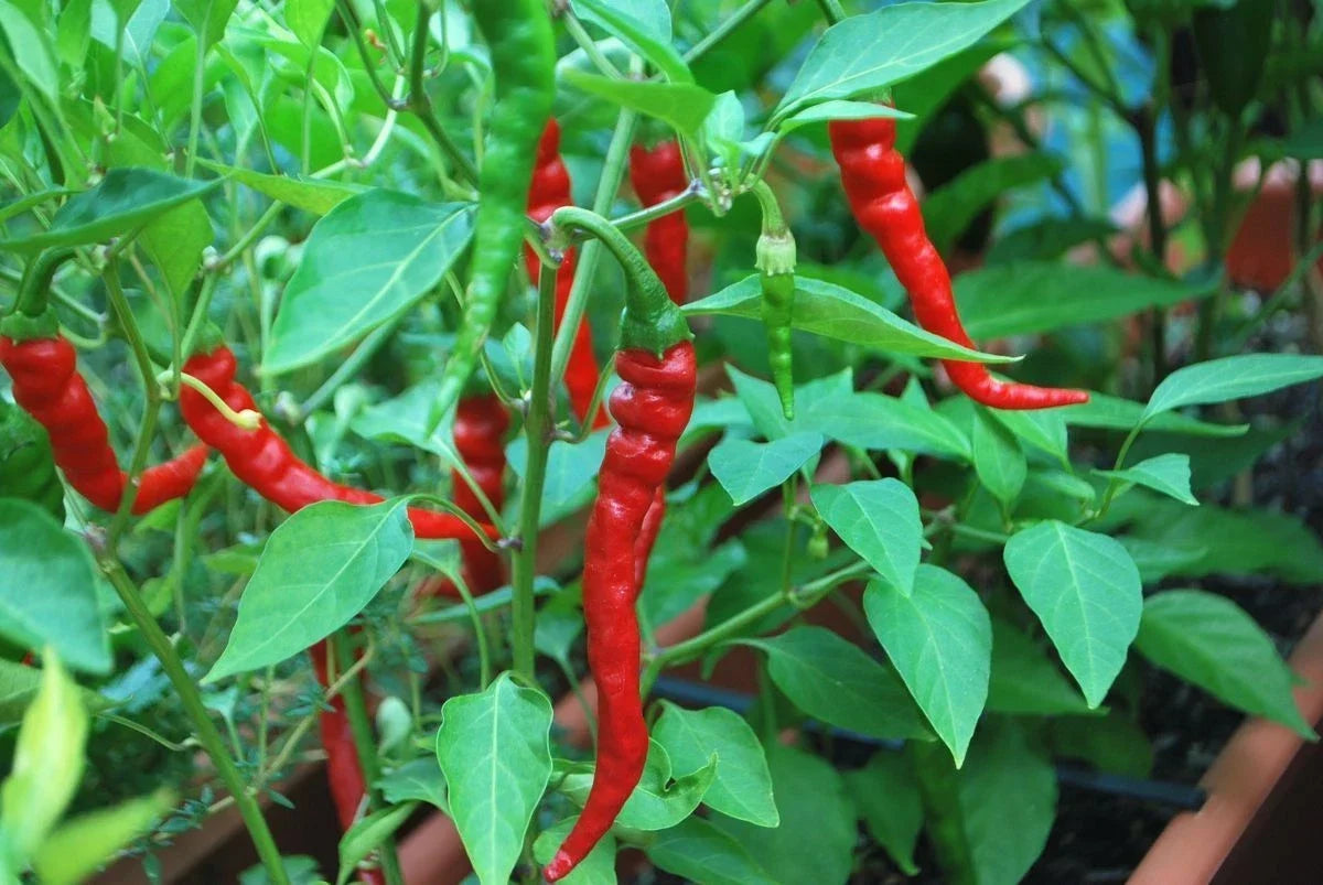 Cayenne Long Red Thin Pepper Seeds - NON-GMO, Capsicum annuum, Spicy Peppers for Cooking & Canning, Free Shipping