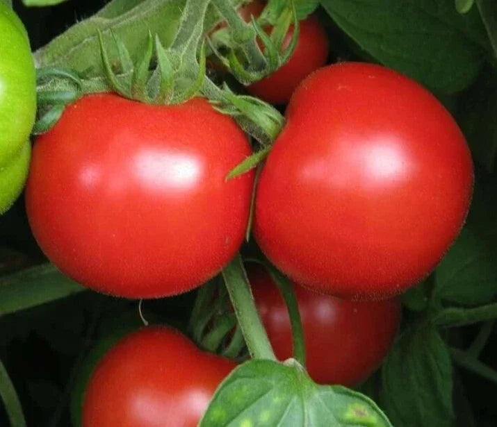 Sub Arctic Plenty Tomato Seeds - 50+ Count, Determinate Heirloom Vegetable, Solanum lycopersicum, Early Maturing Garden Seeds