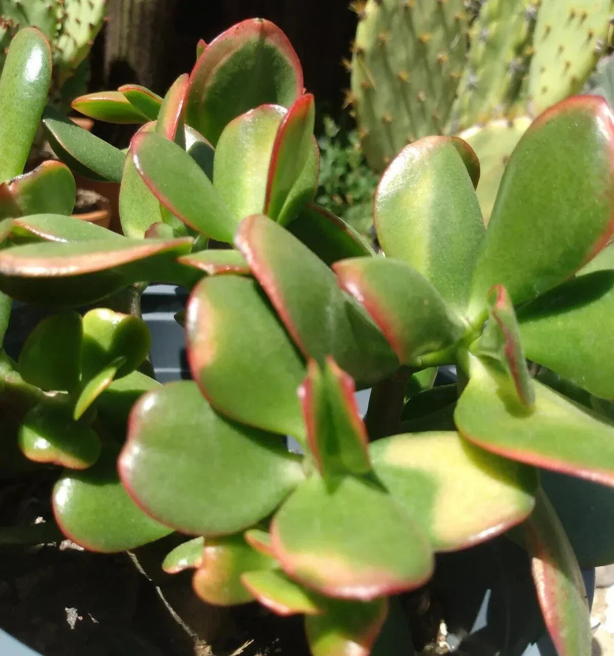 Jade Plant Cuttings - 4 Fresh Crassula Ovata Succulent Garden Propagation Indoor Outdoor