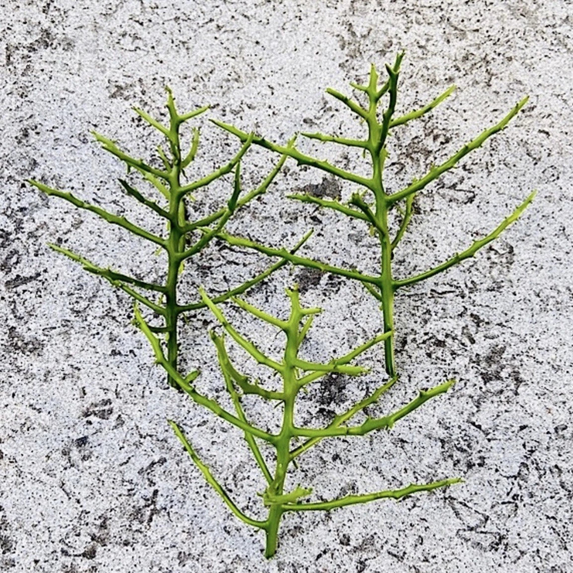 Unrooted Pencil Cactus Cutting - Euphorbia tirucalli Succulent for Propagation & Indoor Gardening