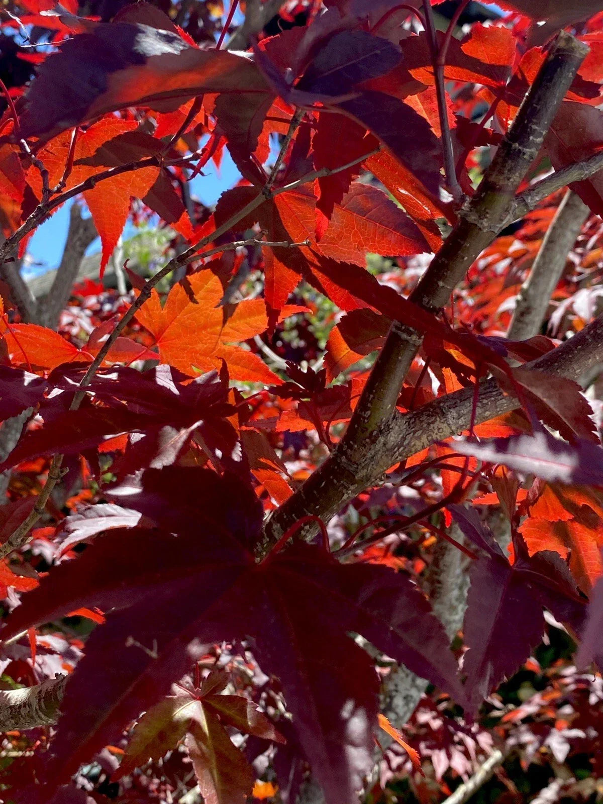 Japanese Red Maple Cuttings - Acer Palmatum Propagation - 6 Stem Clippings for Gardening & Landscape Design