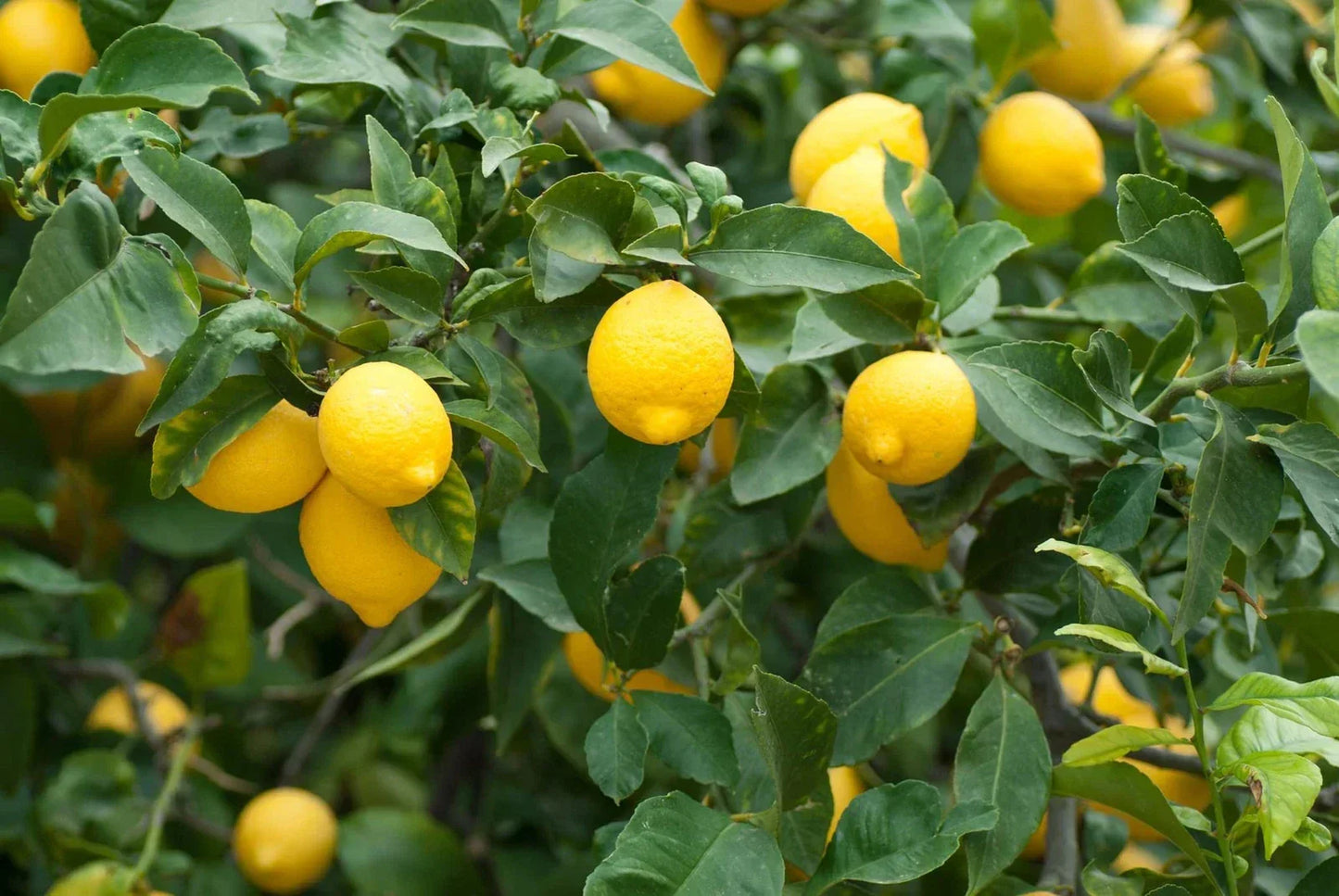 Dwarf Lemon Bonsai Tree Seeds - 30+ Seeds - Citrus limon - Indoor Bonsai Plant
