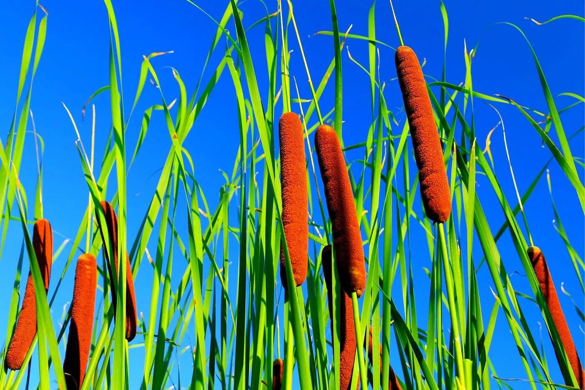 Cattail Seeds for Planting - 2,000+ Aquatic Typha latifolia Seeds