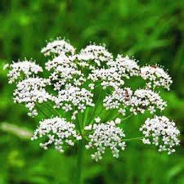 Anise Herb Seeds - Heirloom Pimpinella anisum, Aromatic Spice, Culinary & Herbal Use, 50+ Seeds