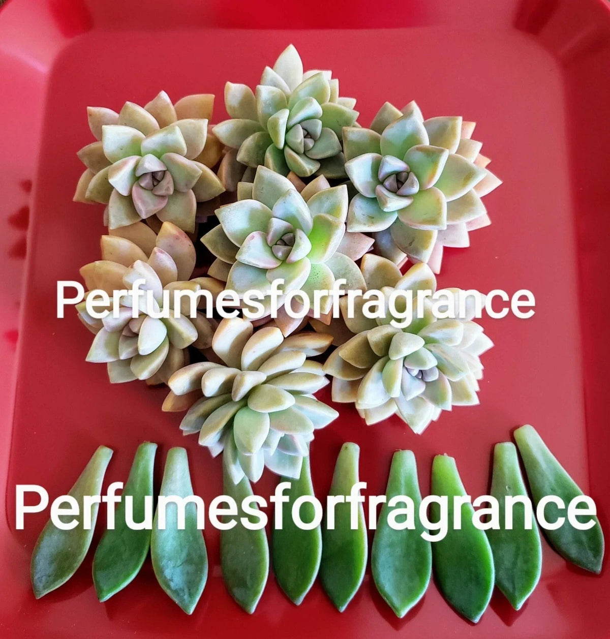 Graptopetalum paraguayense Succulent Cuttings - 8 Fresh Propagation Leaves - Indoor Drought-Tolerant Plant