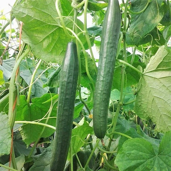 Non-GMO Long Green Cucumber Seeds - Vegetable Garden, Cucumis sativus, Crisp Salad Cucumbers, Vining Plant, 50+ Seeds