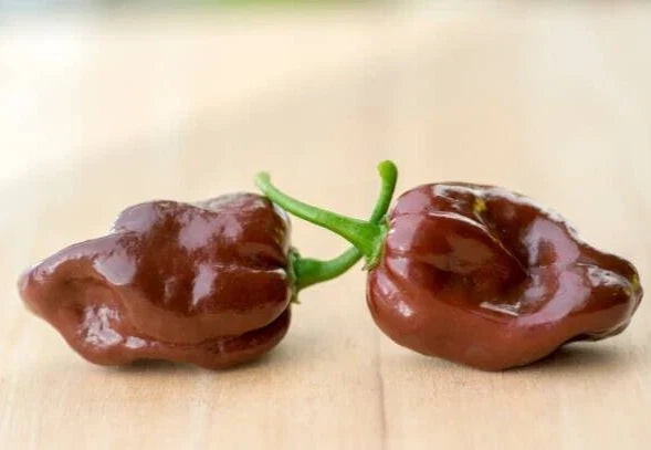 Chocolate Habanero Pepper Seeds - 25 Super-Hot Capsicum chinense Seeds