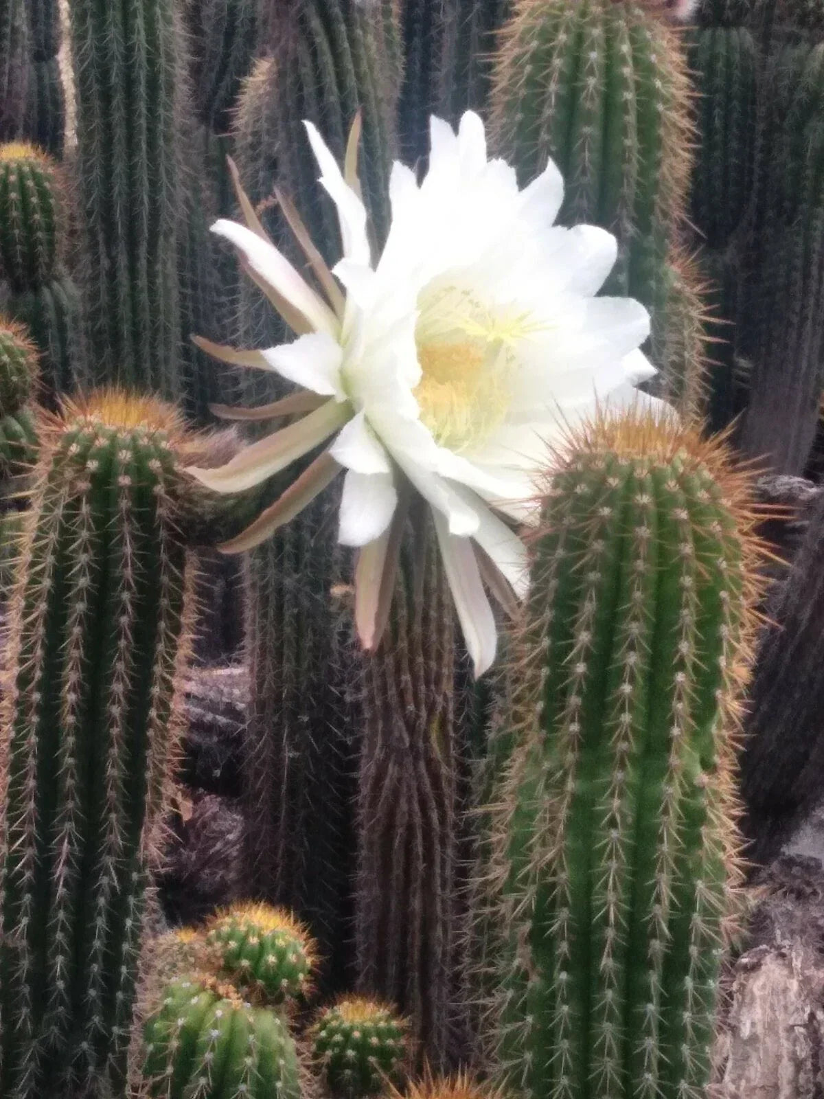 Echinopsis spachiana Golden Torch Cactus Cutting – 20" with Large White Flowers, Succulent, Easy to Grow, Indoor & Outdoor Plant