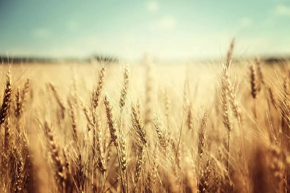 Wheat Cover Crop Seeds 50 lbs - USA Grown Triticum aestivum