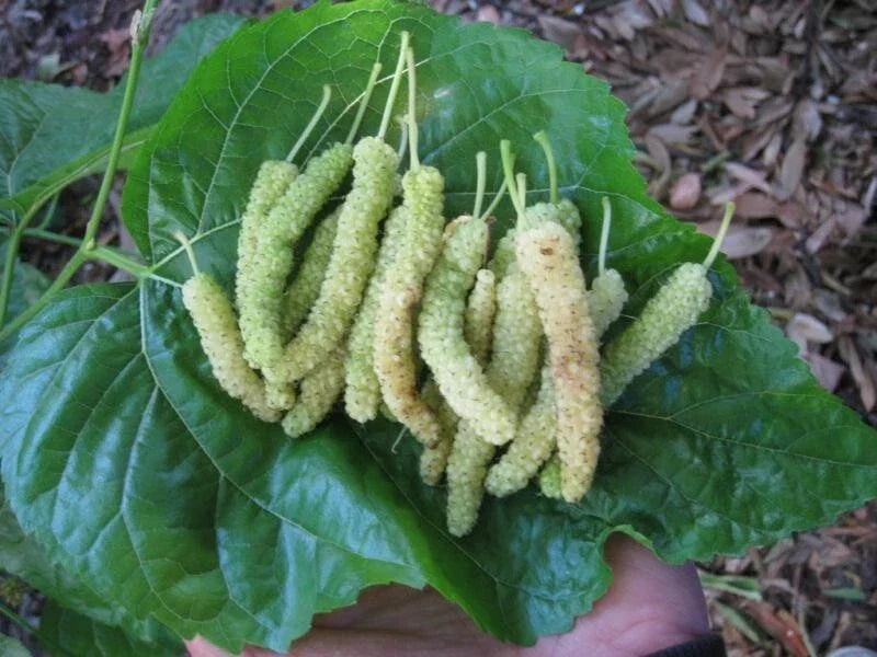 10x White Mulberry Cuttings Organic Morus alba var. multicaulis for Rooting & Grafting