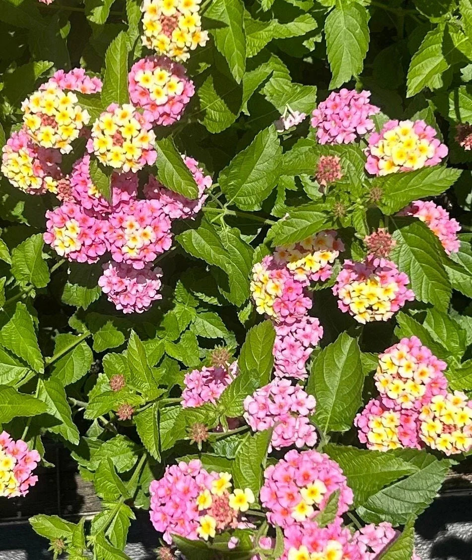 Lantana Plant Plug - 1 Hardy Chapel Hill Pink Lantana camara - Easy to Grow, Butterfly Attracting, Drought Tolerant