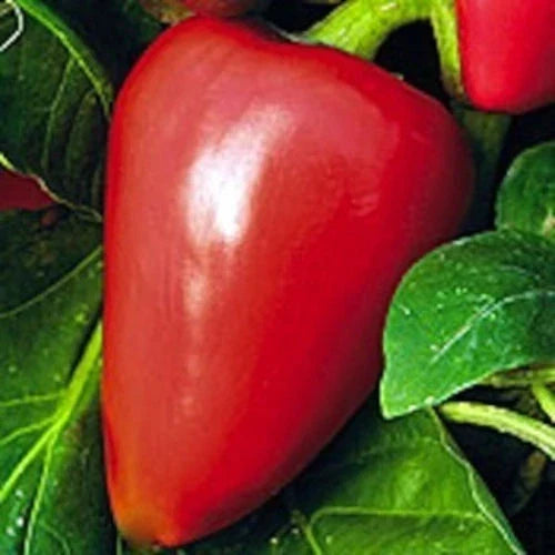 Pimento Sweet Pepper Seeds - NON-GMO Heirloom Capsicum annuum, Full Sun, High Yield, Vegetable Gardening, Free Shipping