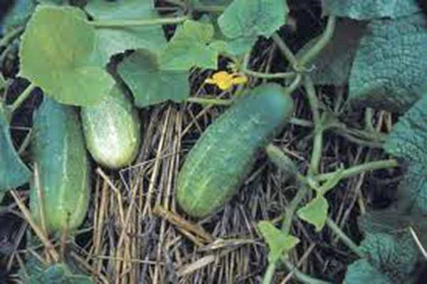 Pickling Cucumber Seeds, Heirloom Non-GMO, National Variety, 25+ Seeds - Perfect for Homemade Pickles