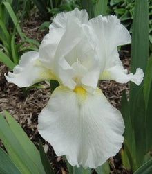 Tall Bearded Iris Plants - Ruffled White - 3 Live Plants - Iris germanica