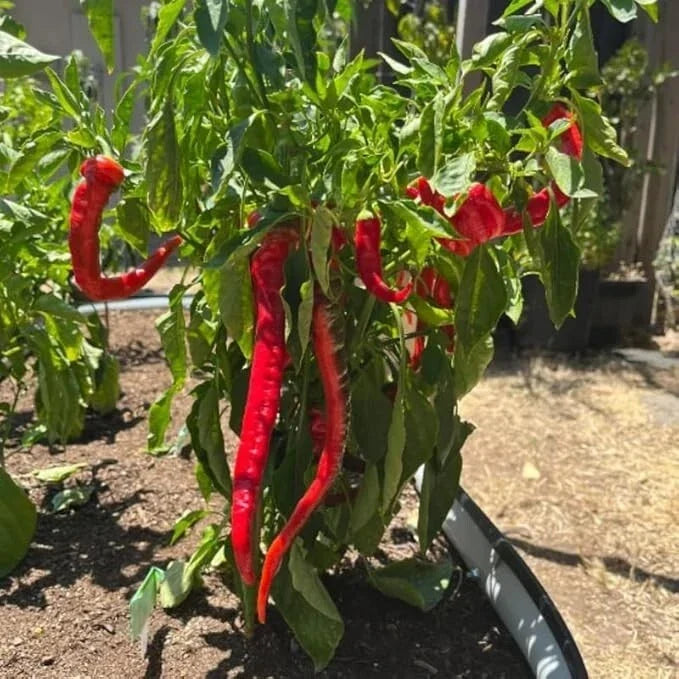 Live Hot Pepper Plant in 4-Inch Pot | Heirloom Capsicum annuum | Spicy & Productive Chili Plant