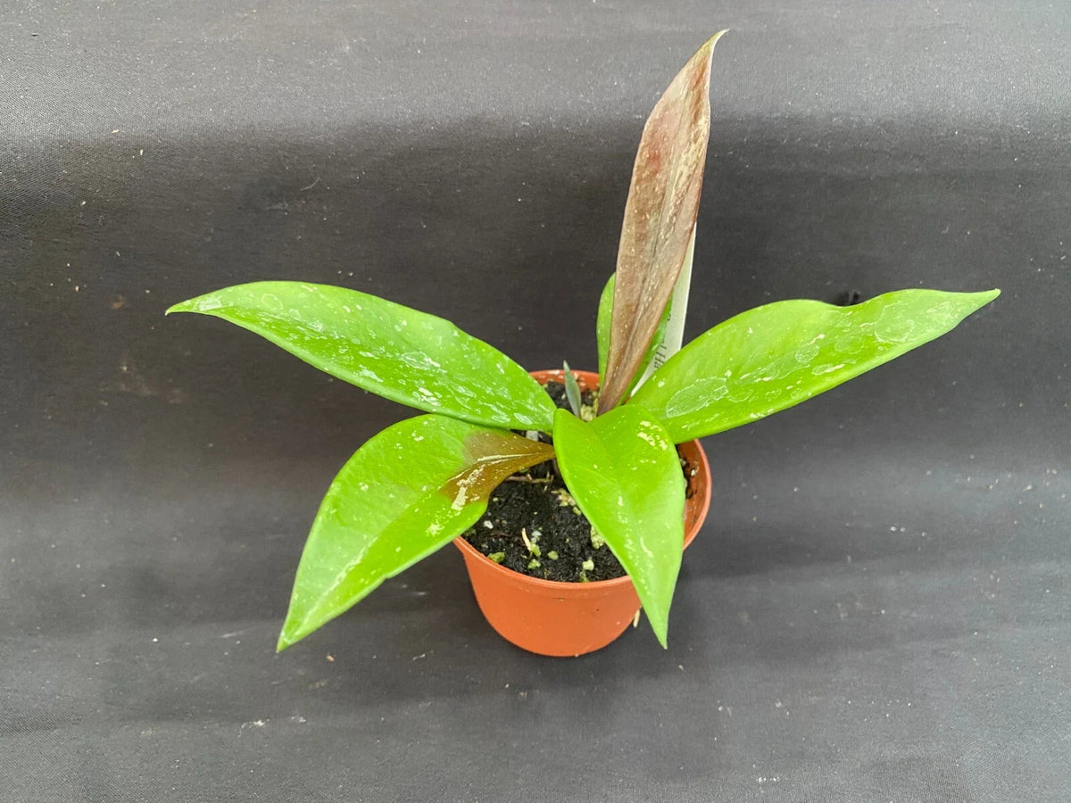 Hoya Plant 2.5" Pot Royal Hawaiian Purple Hoya pubicalyx Indoor Houseplant, Vining, Fragrant, Low-Maintenance