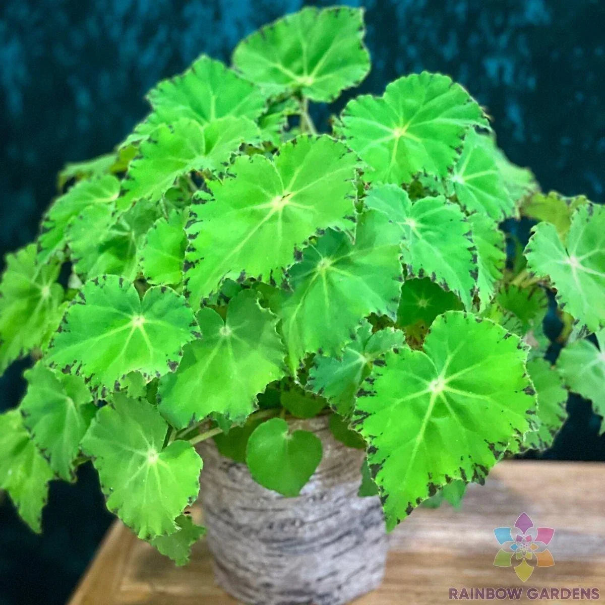 Green Begonia Seeds - 25+ Pack for Garden Planting - USA