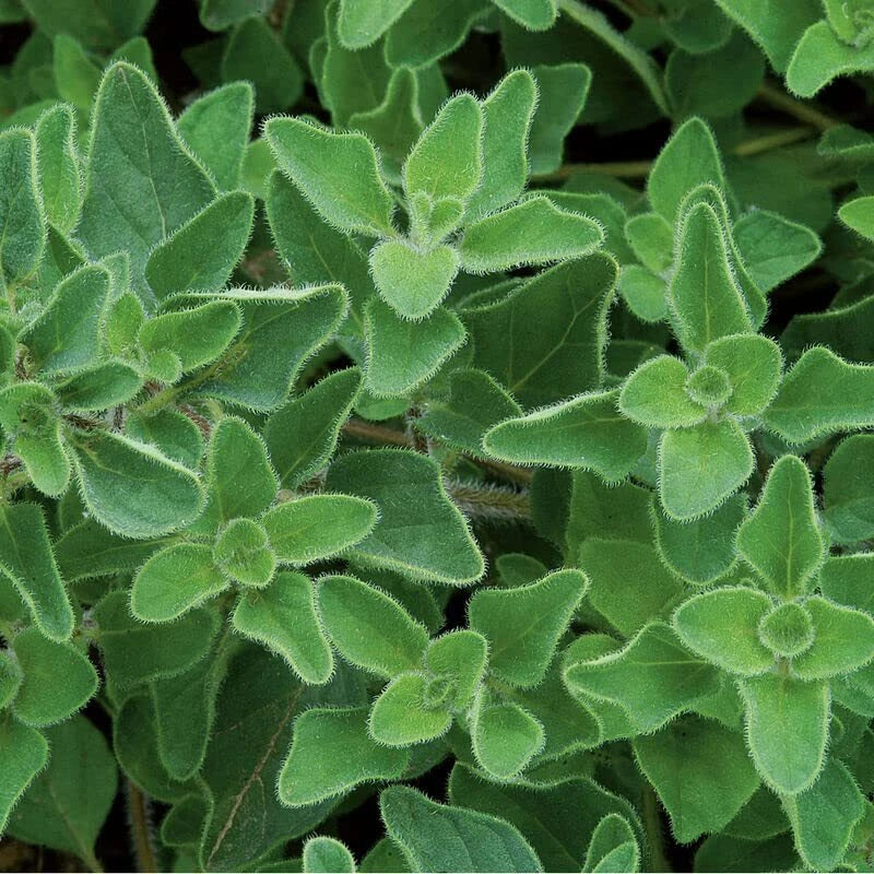 Greek Oregano Herb Seeds (500 Seeds) - Origanum vulgare ssp. hirtum for Mediterranean Gardens