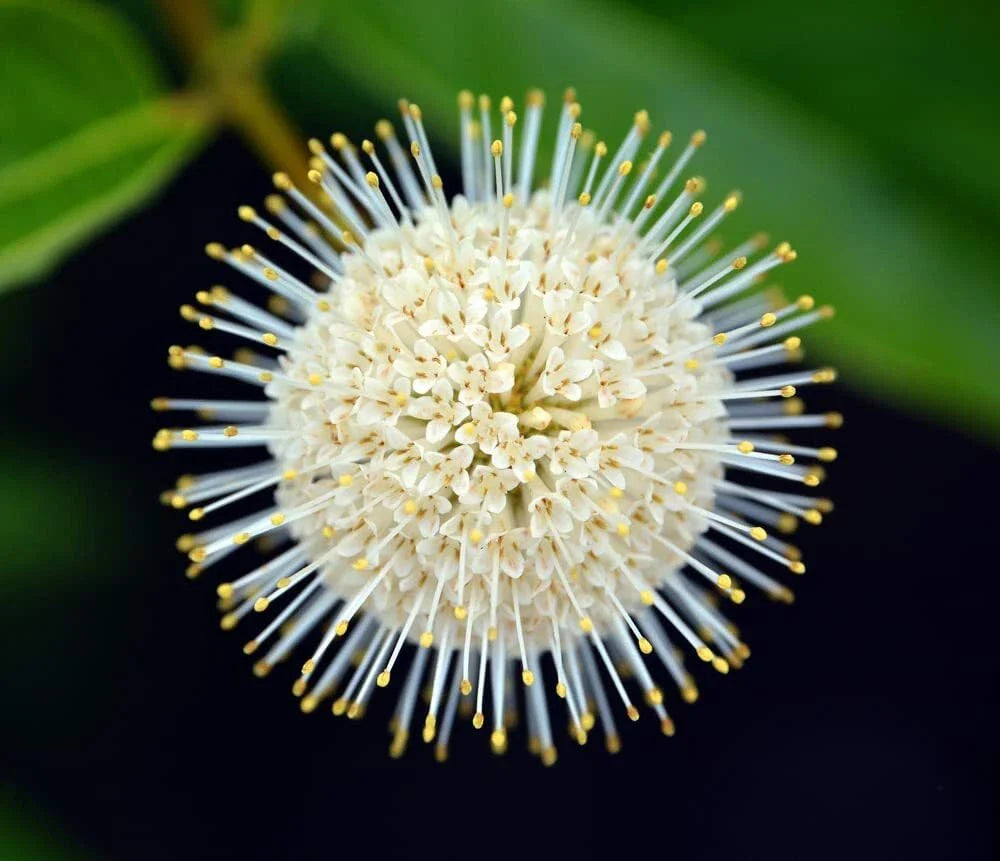Buttonbush Seeds 100 Count - Cephalanthus occidentalis - Native Wetlan ...