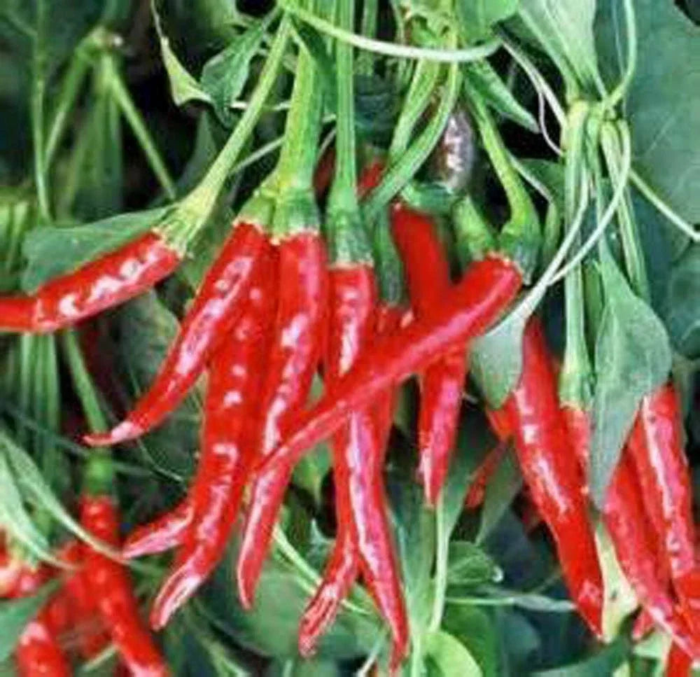 Thai Hot Pepper Seeds - Heirloom Non-GMO Capsicum annuum - 100+ Seeds for Spicy Culinary Use