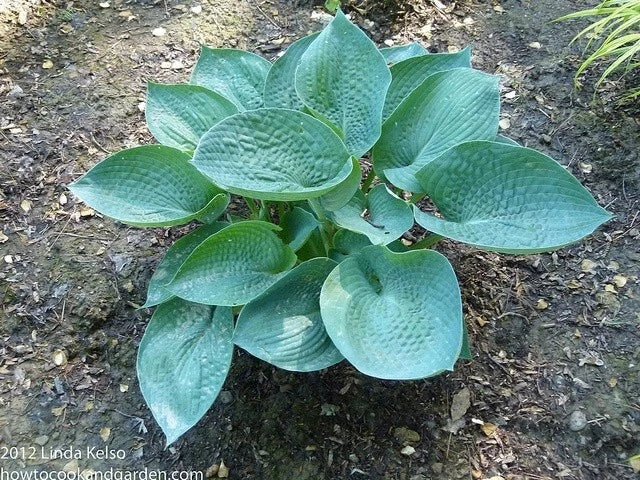 Abiqua Drinking Gourd Hosta Plant 4" Pot - Shade Perennial with Blue-Green Leaves