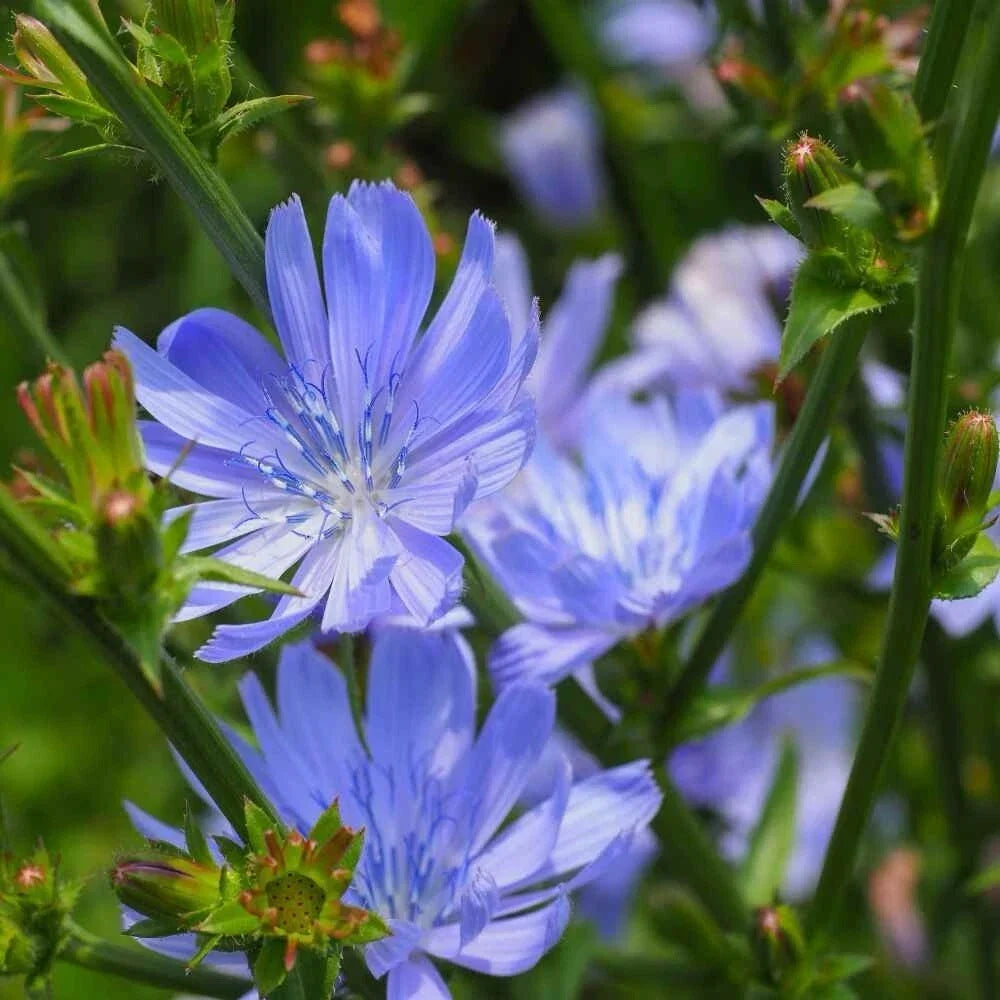 Chicory Seeds 1000+ Blue Dandelion Coffeeweed Cichorium intybus Ornamental & Culinary Plant