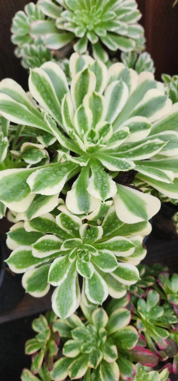 Aeonium Cutting - Riverstone Variety Succulent Plant for Propagation - Aeonium 'Riverstone'