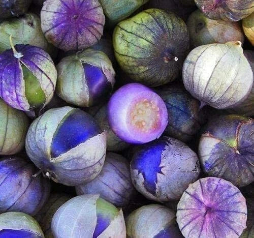 Coban Tomatillo Seeds - 100 Count - Exotic Purple Physalis ixocarpa