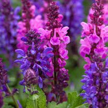 50 Pink Purple Salvia Seeds - Perennial Flower Seeds for Hummingbirds - Salvia spp.