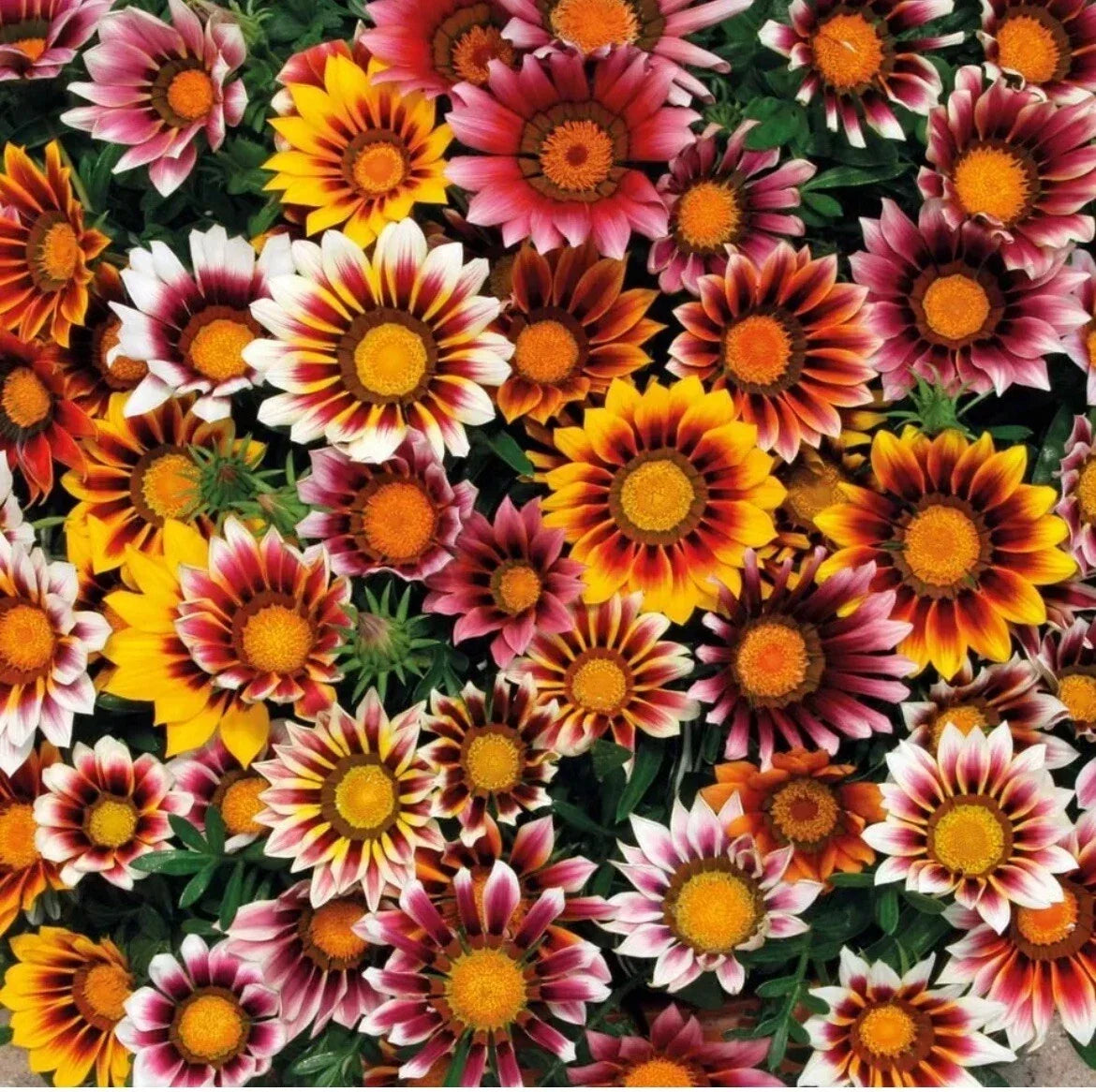 Gazania Splendens Mix Flower Seeds – 25 Pack, Vibrant Colors, Full Sun, Easy Grow, Pollinator Attractant, Non-GMO