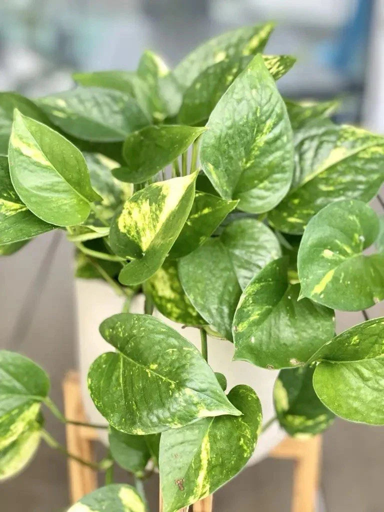 Golden Pothos Cutting - Large Leaf Indoor Plant - Epipremnum aureum - Easy Care Houseplant for Home & Office