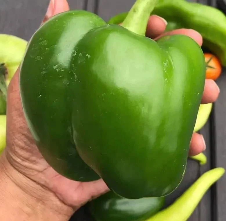 Giant Keystone Sweet Heirloom Tomato Seeds – Organic Non-GMO, Heirloom, 100+ Pack, Vegetable Gardening, Solanum lycopersicum