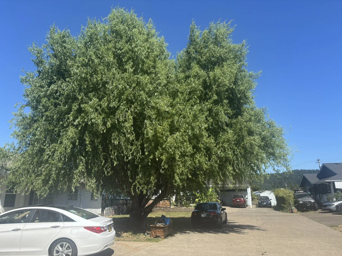 Corkscrew Willow Tree Cuttings – 10 Twisted Branches & Leaves – Salix matsudana 'Tortuosa' Propagation Material