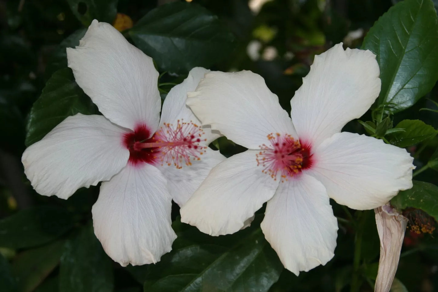 Unrooted White Hibiscus Stems 8" Long, Hibiscus rosa-sinensis, Tropical Bush, Shrub, Tree Propagation Cuttings