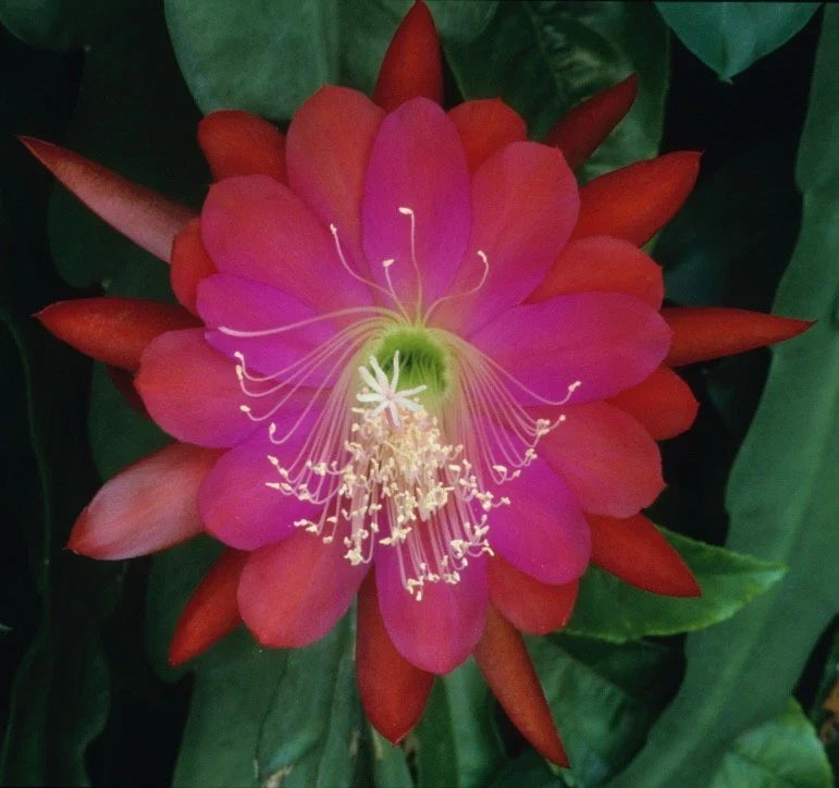 Epiphyllum Orchid Cactus Cutting - DANTE Variety, Tropical Indoor Plant, Easy Care, Vibrant Blooms, Epiphyllum spp.