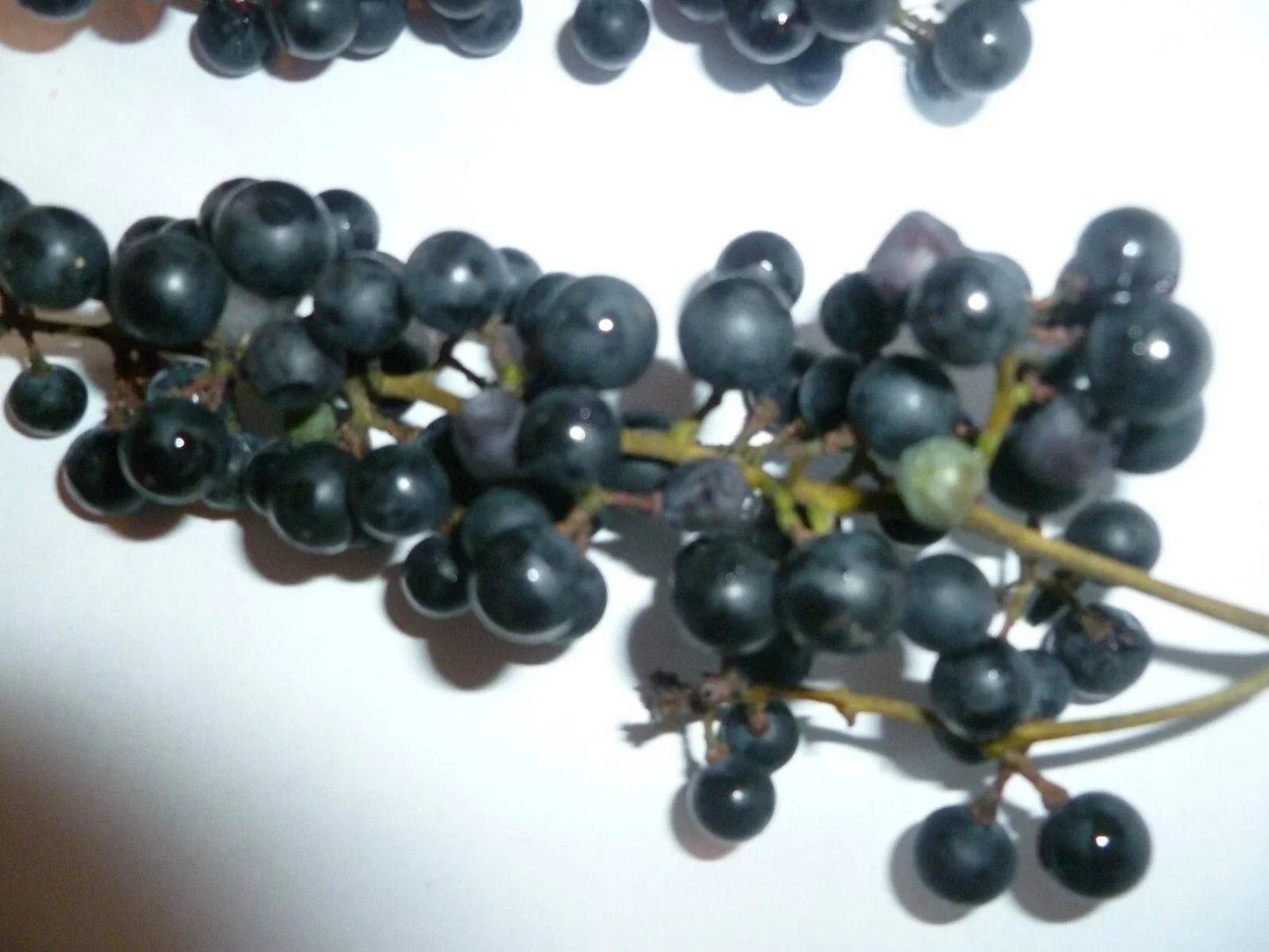 Organic Wild Grape Seeds Vitis aestivalis Non-GMO Heirloom for Backyard Gardens
